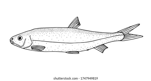 Common dace (Leuciscus leuciscus ). Freshwater Eurasian fish. Black and white hand drawing realistic vector image.