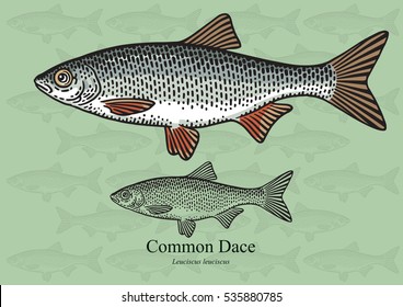 Common Dace. Vector illustration with refined details and optimized stroke that allows the image to be used in small sizes (in packaging design, decoration, educational graphics, etc.)