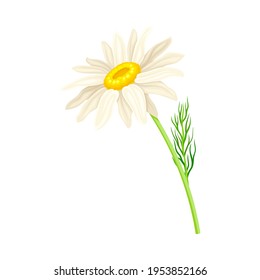 Common Daisy or Bellis Perennis on Stem with White Ray Florets and Yellow Disc Floret Vector Illustration