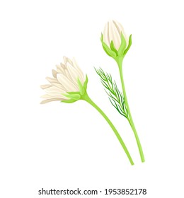 Common Daisy or Bellis Perennis on Stem with White Ray Florets Vector Illustration