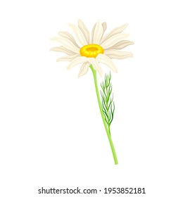 Common Daisy or Bellis Perennis on Stem with White Ray Florets and Yellow Disc Floret Vector Illustration