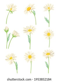 Common Daisy or Bellis Perennis on Stem with White Ray Florets and Yellow Disc Floret Vector Set