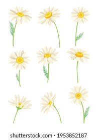 Common Daisy or Bellis Perennis on Stem with White Ray Florets and Yellow Disc Floret Vector Set