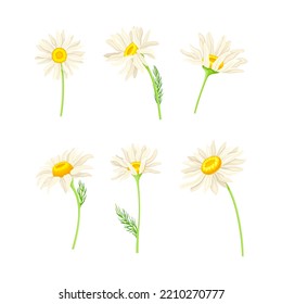 Common Daisy or Bellis Perennis on Stem with White Ray Florets and Yellow Disc Floret Vector Set