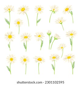 Common Daisy or Bellis Perennis on Stem with White Ray Florets and Yellow Disc Floret Big Vector Set
