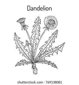 Common dandelion (Taraxacum officinale), medicinal plant. Hand drawn botanical vector illustration