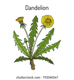 Common dandelion (Taraxacum officinale), medicinal plant. Hand drawn botanical vector illustration