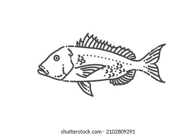 Common Dentex. Vector illustration. Marine fish