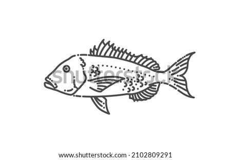 Common Dentex. Vector illustration. Marine fish