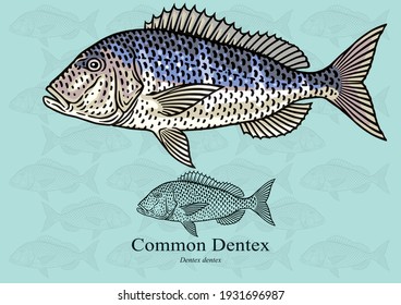 Common Dentex. Vector illustration with refined details and optimized stroke that allows the image to be used in small sizes (in packaging design, decoration, educational graphics, etc.)