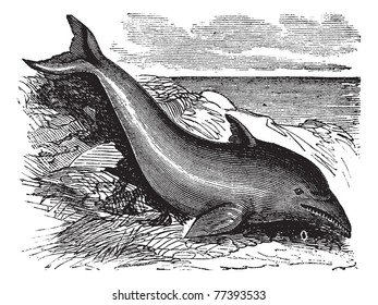 Common Dolphin or Delphinus delphis or Delphinus capensis, vintage engraving. Old engraved illustration of a Common Dolphin. Trousset Encyclopedia