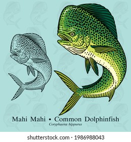 Common Dolphinfish, Mahi Mahi. Vector illustration with refined details and optimized stroke that allows the image to be used in small sizes.