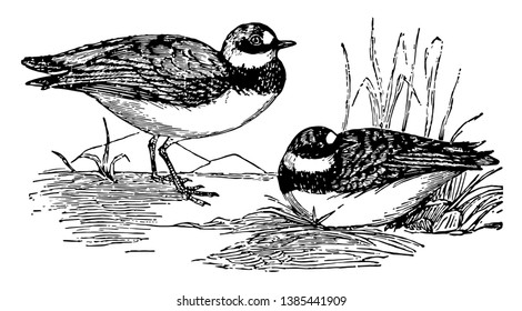 Common Dotterel is a small wader in the plover family of birds, vintage line drawing or engraving illustration.
