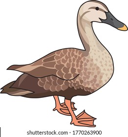 
Common duck is a familiar waterfowl.