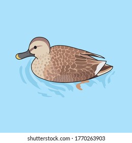 
Common duck is a familiar waterfowl.