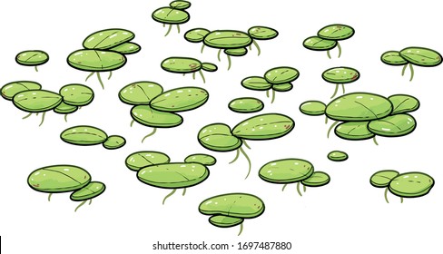 Common duckweed illustration, drawing, colorful doodle vector