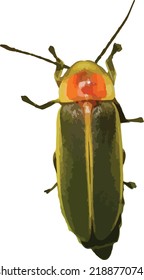 Common Eastern Firefly Isolated Insect Cutout  
