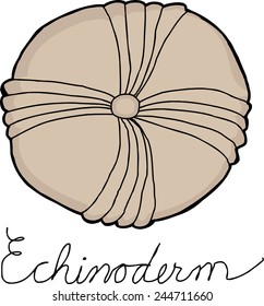 Common echinoderm fossil drawing over white background