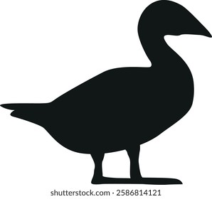 Common eider arctic bird black-and-white