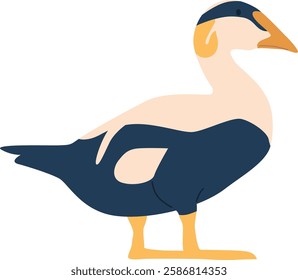 Common eider arctic bird vector illustration