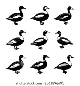 Common Eider Bird Silhouette Collection – Elegant Sea Duck Design