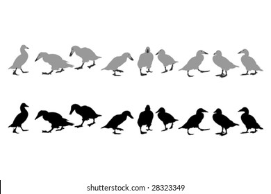 Common Eider - diving duck, silhouettes collection