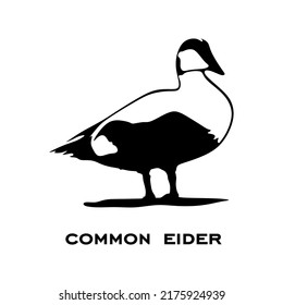 Common eider logo isolated on white background. Common eider silhouette. Minimalist bird icons vector illustration