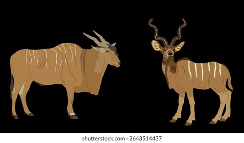 Common Eland Antelope against Kudu antelope male vector illustration isolated. African deer. Safari Africa hunting trophy. Powerful antlers horned animals herbivore. Strong buck competition.