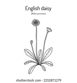 Common, english or lawn daisy (Bellis perennis) edible, ornamental and medicinal plant. Hand drawn botanical vector illustration