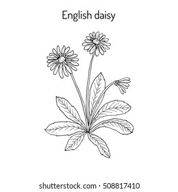 Common, english or lawn daisy (Bellis perennis). Hand drawn botanical vector illustration