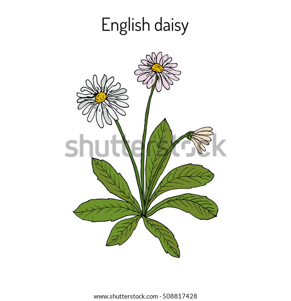 Common English Lawn Daisy Bellis Perennis Stock Vector Royalty Free