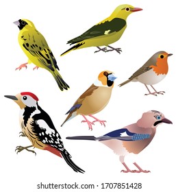 Common European birds as woodpecker, jay, hawfinch, serin, golden oriole and robin are sitting