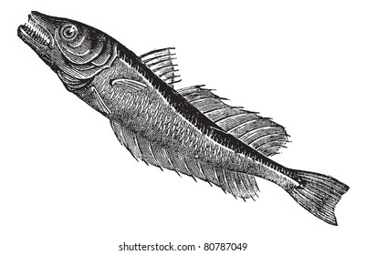 Common European hake (Merluccius vulgaris), vintage engraved illustration. Trousset encyclopedia (1886 - 1891).