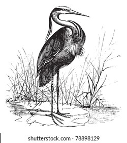 Common European heron (Ardea cinerea) or Grey heron vintage engraving. Old engraved illustration of a beautiful european heron. Trousset encyclopedia (1886 - 1891)