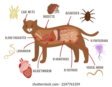 Common external and internal parasites in cats. Fleas, mites, ticks. Veterinarian infographics. Useful information in cartoon style. Vector illustration. Horizontal poster