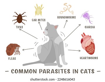 Common external and internal parasites in cats. Fleas, mites, ticks. Veterinarian infographics. Useful information in cartoon style. Vector illustration. Horizontal poster