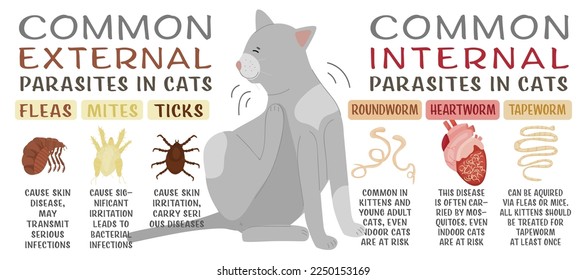 parásitos comunes externos e internos en gatos. Flores, ácaros, garrapatas. Infografías veterinarias. Información útil al estilo de las caricaturas. Ilustración vectorial. Afiche horizontal