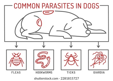 parásitos externos e internos comunes en perros. Flores, gusanos de gallina, garrapatas. Infografías veterinarias. Información útil en el estilo de esquema. Ilustración vectorial. Afiche horizontal