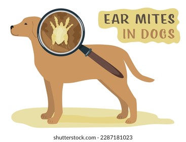 Common external parasites in dogs. Ear mites. Medical veterinarian print. Useful information in cartoon style. Vector illustration. Horizontal poster