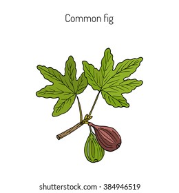 Common fig (Ficus carica). Hand drawn botanical vector illustration