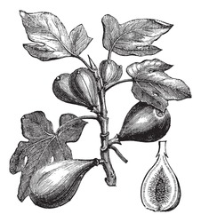 Common Fig Or Ficus Carica, Vintage Engraving. Old Engraved Illustration Of Common Fig Showing Fruits. Trousset Encyclopedia (1886 - 1891).