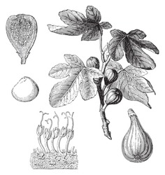 Common Fig (Ficus Carica) / Vintage Illustration From Meyers Konversations-Lexikon 1897