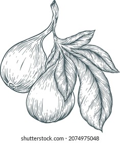 Fig común o Ficus carica, grabado vintage. Antigua ilustración grabada de la Fiebre común que muestra frutos.