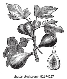 Common Fig or Ficus carica, vintage engraving. Old engraved illustration of Common Fig showing fruits. Trousset encyclopedia (1886 - 1891).