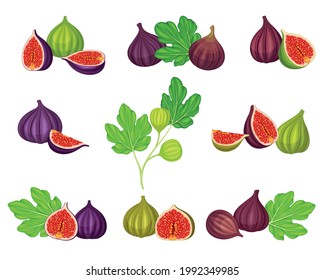 Common Fig or Ficus Plant with Syconium Fruit with Numerous Seeds Vector Set