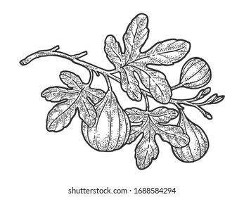 Common fig plant tree sketch engraving vector illustration. T-shirt apparel print design. Scratch board imitation. Black and white hand drawn image.