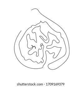 A Common Fig, Sycamine. Vector one line drawing illustration. Linear black and abstract drawn fruit