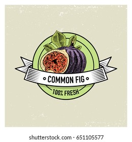 Common Fig Vintage, hand drawn fresh fruits background, summer plants, vegetarian and organic citrus and other, engraved.