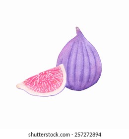 Common fig. Watercolor figs on the white background, aquarelle. Vector illustration. Hand-drawn fruit decorative element useful for invitations, scrapbooking, design. 