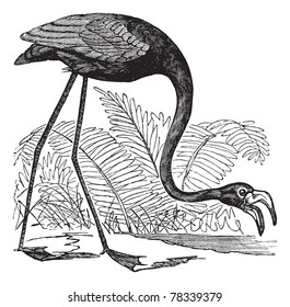 Common Flamingo or Phoenicopterus sp. or Phoenicoparrus sp., vintage engraving. Old engraved illustration of a Common Flamingo. Trousset Encyclopedia